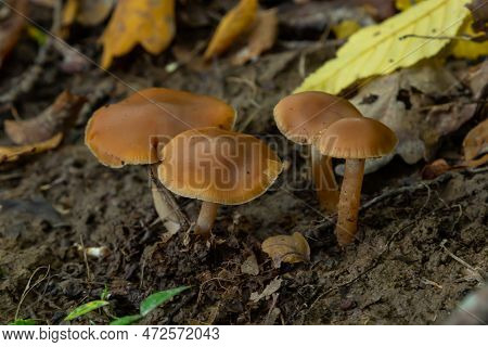 Gymnopus Hariolorum Mushrooms On The Old Stump.