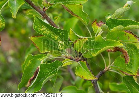 Rosy Leaf-curling Apple Aphids, Dysaphis Devecta, Apple Tree Pest. Detail Of Affected Leaf.