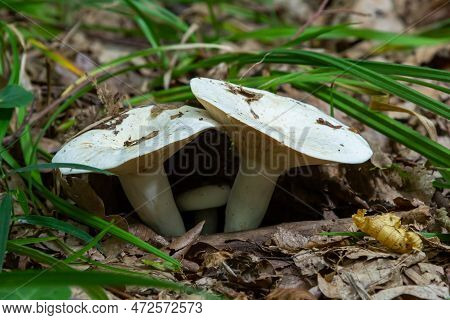 Lactarius Vellereus Or Lactarius Piperatus Is Large White Gilled And Edible Mushroom With A Flat Cap