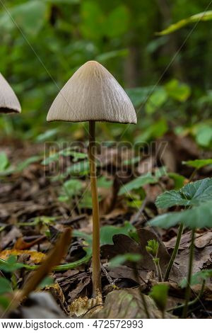 A Macro Image Close Up Of A Conecap Mushroom Or Latin Name Genus Conocybe Surrounded By Grass.