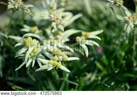 Beautiful Edelweiss Flower Blossom, Mountain Flower And Used In Traditinal Medine