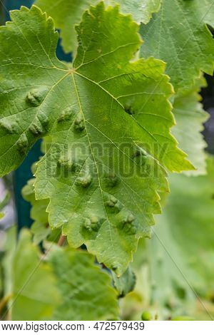 Grapevine Leaves With Erinosis, A Disease Of The Mite Colomerus Vitis