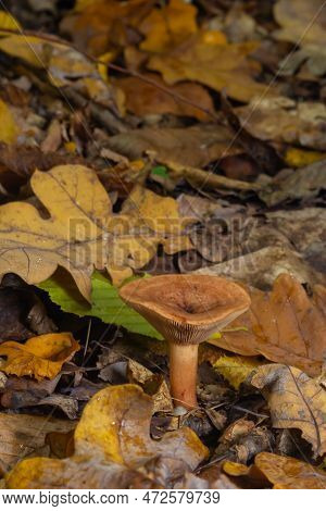 Edible Mushroom Called Niscalo, Red Pine Mushroom Lactarius Deliciosus Growing In The Fall Season In