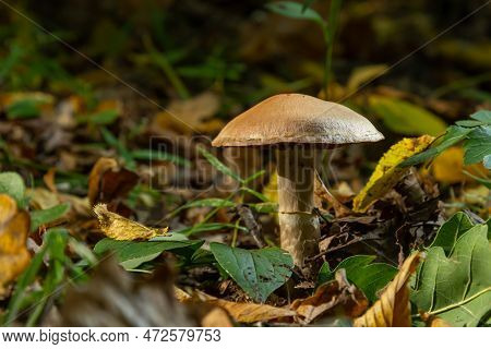 Gymnopus Hariolorum Mushrooms On The Old Stump.