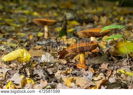 A Closeup Of Cortinarius Triumphans, In A Natural Environment Against The Background Of The Forest.
