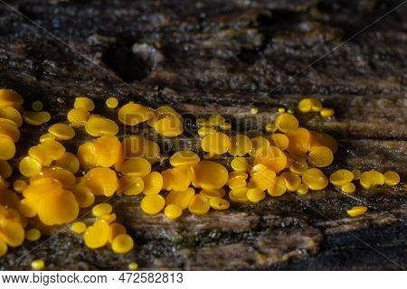 Very Small Fungus Yellow Fairy Cups Or Lemon Discos, Bisporella Citrina, On Old Wet Wood .