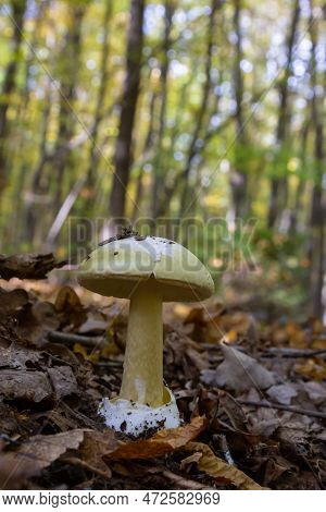 A Closeup Of Amanita Citrina, False Death Cap Or Citron Amanita .