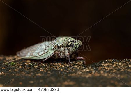 Yanga Heathi, Cicada In Superfamily, The Cicadoidea, Insect In The Order Hemiptera (true Bugs) In Th