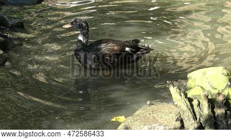 White-winged Wood Duck, Asarcornis Scutulata In Pond