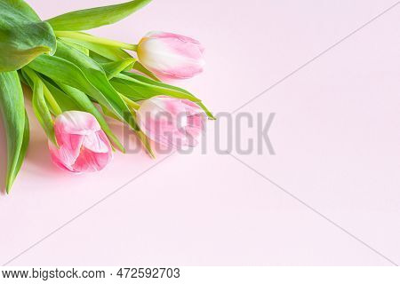 Bouquet Of Pink Tulips On Pink Background. Greeting Card For Mother's Day, Women's Day March 8, Vale