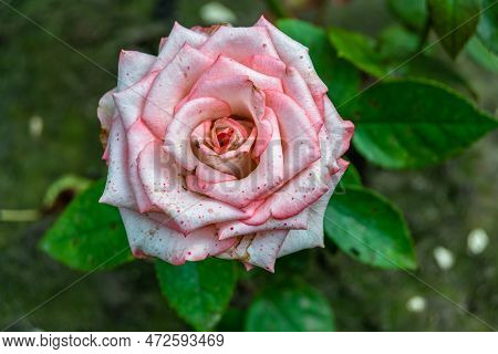 Photography On Theme Beautiful Wild Growing Flower Rose