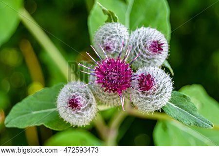 Beautiful Growing Flower Root Burdock Thistle On Background Meadow