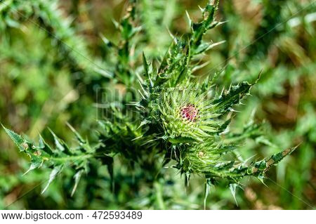 Beautiful Growing Flower Root Burdock Thistle On Background Meadow