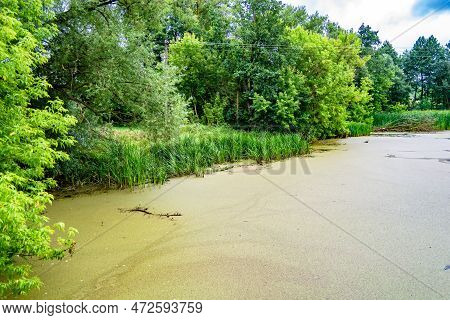Beautiful Grass Swamp Reed Growing On Shore Reservoir In Countryside