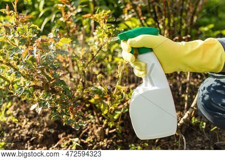 Treatment Of Roses From Pests, Aphids And Fungi. Remedy For Roses From Diseases And Pests.