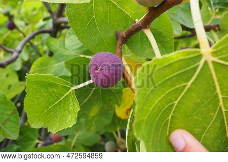 Fig, Or Fig Tree, Or Common Fig Tree Ficus Carica Is A Subtropical Deciduous Plant Of The Genus Ficu
