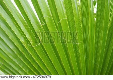 Palm Leaves Texture With Shadow And Light. Palm Leaves Of Bright Green And Yellow Colors. Tropical B