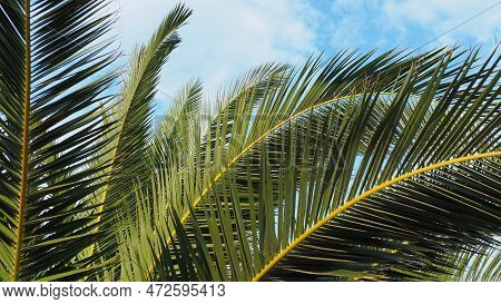 Palm Branches Against The Blue Sky. Sunny Weather. Vacation At The Resort. Coconut And Date Leaves S