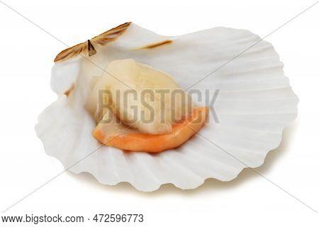 Fresh Shell Scallop Isolated On White Background