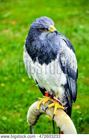 View Of Chilean Blue Eagle Or Gray Buzzard (geranoaetus Melanoleucus)