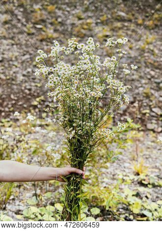 Bouquet Of Small White Flowers Erigeron Annuus,aster Annuus, Annual Fleabane, Daisy Fleabane, Easter