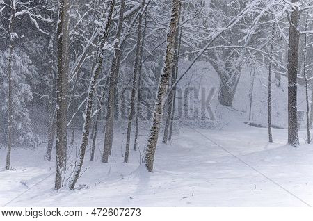 New Heavy Snow On The Park\nbranches Of The Tree Covered In New Snow In Wisconsin