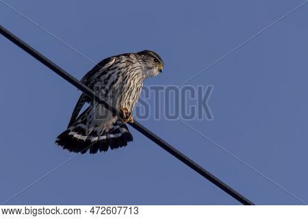The Merlin (falco Columbarius), Juvenile Bird.  Is A Small Species Of Falcon. Natural Scene From Wis
