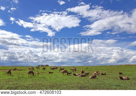 Large Herd Of Antelopes Topi (damaliscus Lunatus Jimela) Graze On The Green Meadow In The Masai Mara