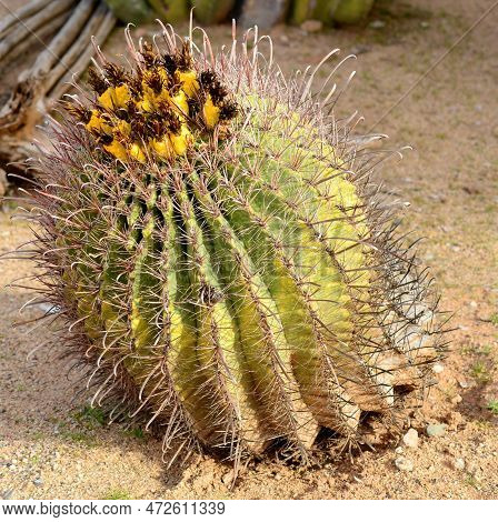 Arizona Barrel Cactus Ferocactus Wislizenii With Cactus Fruit