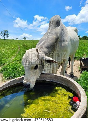 A Beautiful White Nellore Bull Drinking Water Outdoors In The Field Of A Farm.