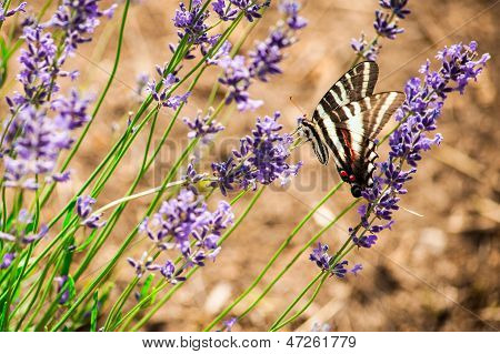 Lavender květiny a motýl