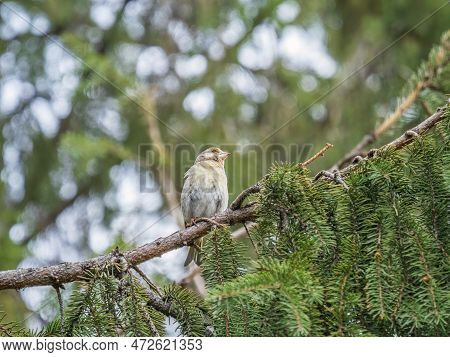 Green And Yellow Songbird, The European Greenfinch Sitting On A Branch In Spring.