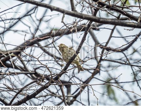 Green And Yellow Songbird, The European Greenfinch Sitting On A Branch In Spring.