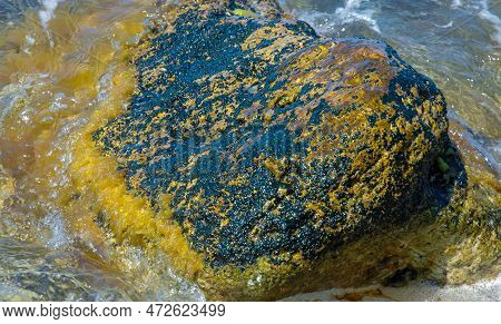Stones Near The Shore, Overgrown With Blue-green And Green Algae In The Crimea