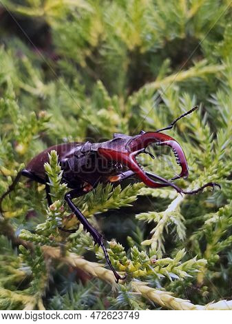 Stag Beetle (lat. Lucanus Cervus) Is A Large Beetle Of The Genus Lucanus As Part Of The Stag Family 