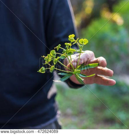 Fragment. A Man Holds A Branch Of The Poisonous Euphorbia Helioscopia In His Hand. Square Frame.