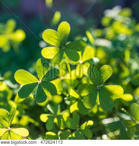 Oxalis Is A Large Genus Of Flowering Plants In The Wood-sorrel Family Oxalidaceae, Comprising Over 5