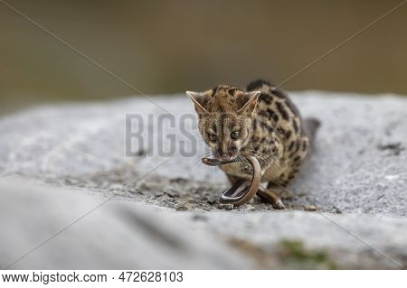 Common Genet - Genetta Genetta - On Stone With Snake Prey, Spain