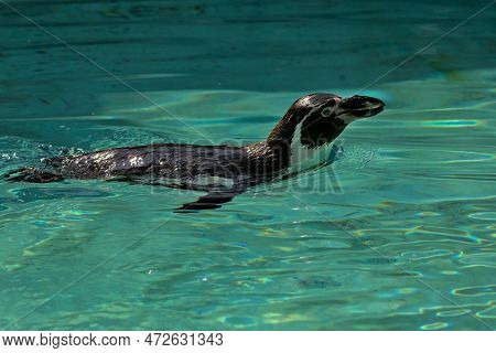 Swimming In The Turquoise Water, The Humboldt Penguin Is A Medium-sized Penguin. It Lives In South A