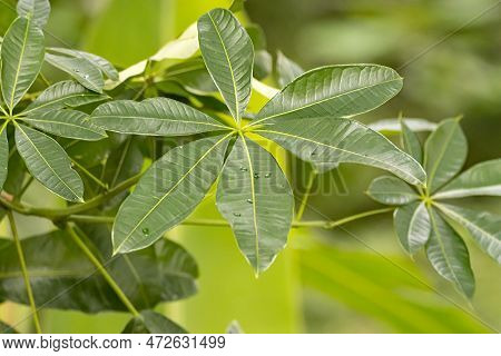 Leaf Of A Money Plant, Pachira Aquatica
