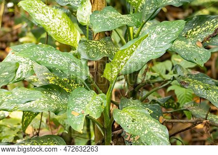 Dumbcane Plants, Dieffenbachia Seguine, In A Rainforest