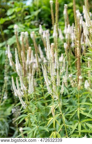Culvers Root (veronicastrum Virginicum) Flowers