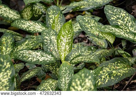 Dumbcane Plants, Dieffenbachia Seguine, In A Rainforest