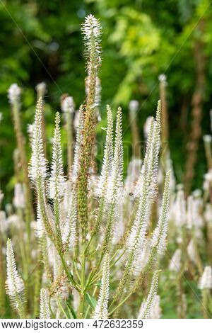 Culvers Root (veronicastrum Virginicum) Flowers