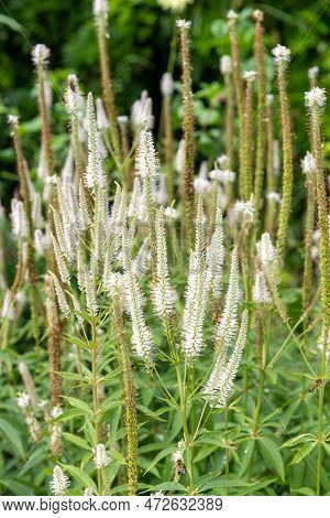 Culvers Root (veronicastrum Virginicum) Flowers