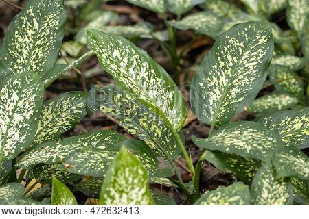 Dumbcane Plants, Dieffenbachia Seguine, In A Rainforest In Southeast Asia.