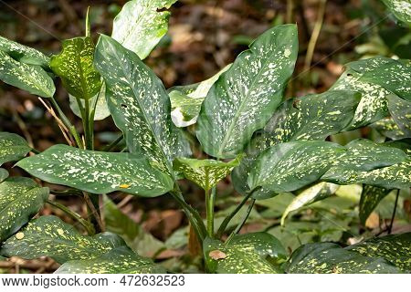 Dumbcane Plants, Dieffenbachia Seguine, In A Rainforest