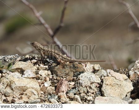 A Western Fence Lizard Enjoying The Warmth Of The Sun, In The Angeles National Forest, San Gabriel M