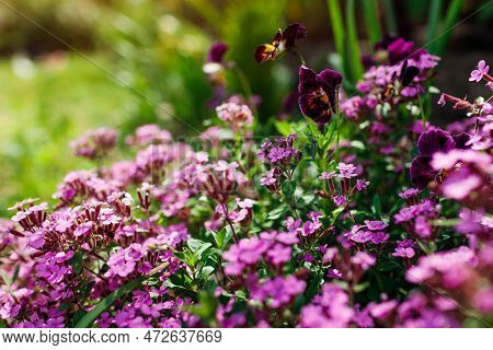 Pink Rock Soapwort Blooming In Summer Garden. Ground Cover Saponaria Flowering In Border With Burgun