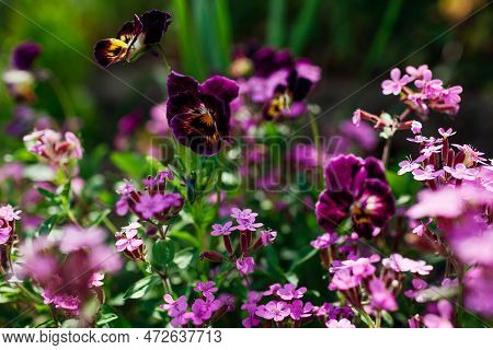Pink Rock Soapwort Blooming In Summer Garden. Ground Cover Saponaria Flowering In Border With Burgun